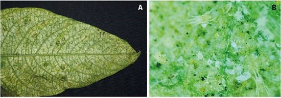 A) Clorosis provocada por Eotetranychus sp. en hoja de güitite. B) Formas móviles del ácaro Eotetranychus sp. en el follaje de güitite
