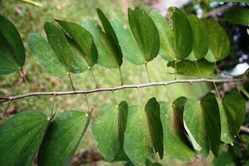 Daño provocado por Oligonychus gossypii en el follaje de Bauhinia variegata.