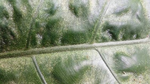 Haz de una hoja de Alocasia plumbea, observándose la tela y mudas depositadas por Oligonychus punicae.