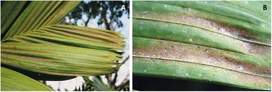 A) Síntoma producido por Oligonychus punicae en fronda de Pinanga kuhlii. B) Detalle de hoja de pinanga, afectada por la alimentación del ácaro.