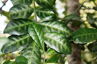 Síntoma provocado por Oligonychus punicae en Trichilia havanensis.