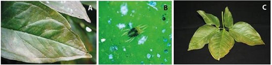A) Síntoma producido por Oligonychus yothersi en Syngonium sp., observándose una numerosa cantidad de exuvias. B) Hembra de O. yothersi sobre una hoja de Syngonium sp. C) Bronceado producido por O. yothersi en follaje de Syngonium sp.