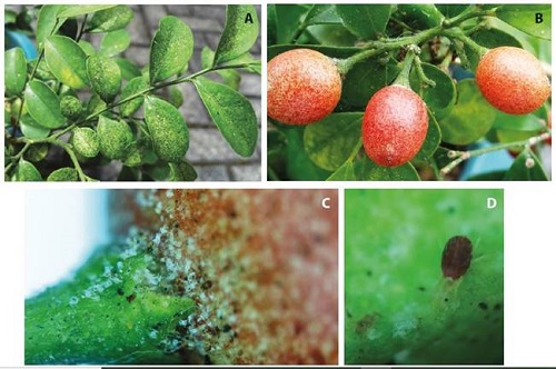 A) Clorosis en follaje de Myrtus communis provocada por Tetranychus neocaledonicus. B) Frutos de M. communis, atacados por T. neocaledonicus, C) Acercamiento del receptáculo de M. communis, con detalle de telas y mudas, D) Hembra de T. neocaledonicus en M. communis.