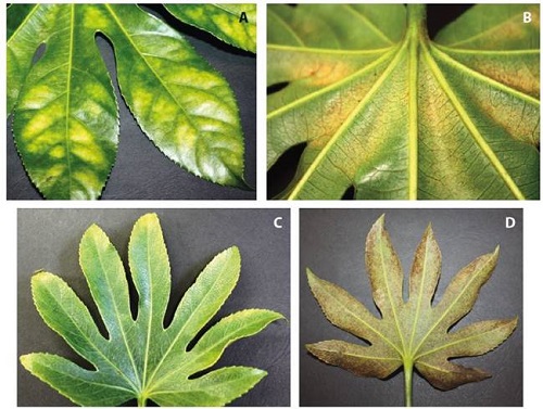 A) Haz del follaje de Fatsia japonica, mostrando clorosis producida por Tetranychus urticae, B) Envés del follaje de F. japonica mostrando áreas donde se ubican los ácaros, C) Síntoma producido por Brevipalpus obovatus en F. japonica (haz), D) Síntoma provocado por B. obovatus en F. japonica (envés).