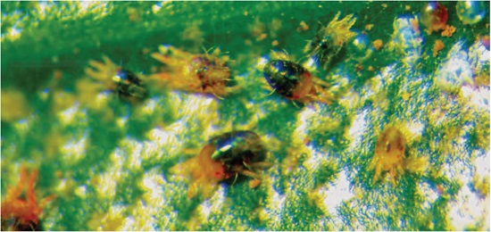 Adultos, ninfas y huevos de O. yothersi sobre una hoja de caf&eacute; afectada por la plaga.