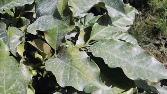 Dep&oacute;sitos de ceniza emitida por el volc&aacute;n Po&aacute;s sobre cafetales ubicados en San Luis de Bol&iacute;var, Grecia.