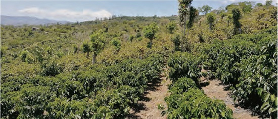 Ilustraci&oacute;n de cafetal afectado por la ara&ntilde;ita roja (fondo) junto a otro con ramas j&oacute;venes sin afectaci&oacute;n (frente).