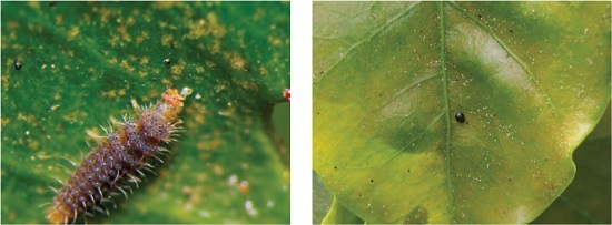 Larva de Stethorus sp. observada bajo un estereoscopio (izquierda) y adulto observado en campo (derecha) depredando la ara&ntilde;ita roja.