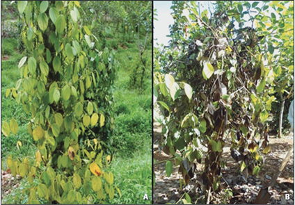 S&iacute;ntomas en plantas enfermas de pimienta negra A) Clorosis generalizada en toda la planta y B) Necrosis parcial del follaje.