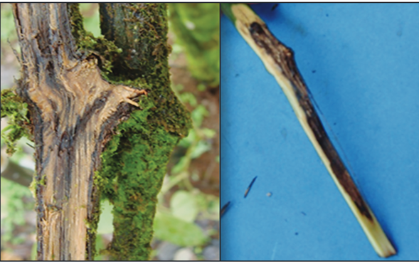 Da&ntilde;o vascular a nivel del tallo observada en plantas enfermas de pimienta negra asociadas a Fusarium oxysporum.