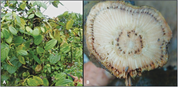 Sintomatolog&iacute;a asociada a Fusarium solani observada en muestras de plantas enfermas de pimienta negra de Sarapiqu&iacute; A) Clorosis aleatoria del follaje y B) Da&ntilde;o vascular localizado a nivel de tallo.
