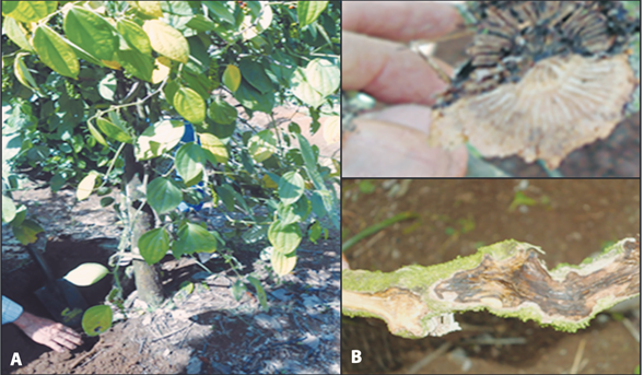 Sintomatolog&iacute;a asociada aFusarium solani en muestras de plantas enfermas de pimienta negra de Guatuso A) Clorosis aleatoria del follaje y B) Necrosis generalizada en el tallo.