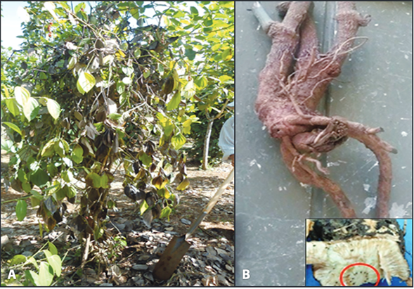 Sintomatolog&iacute;a asociada aFusarium concentricum en plantas enfermas de pimienta negra A) S&iacute;ntomas a nivel de follaje y B) Da&ntilde;o vascular del sistema radical.