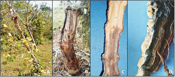 Sintomatolog&iacute;a asociadaFusarium proliferatum en plantas enfermas de pimienta negra A) Crecimiento vegetativo reducido y clorosis del follaje, B) &ldquo;Deshilachamiento&rdquo; necr&oacute;tico en la base del tallo, C) Da&ntilde;o vascular interno a nivel de tallo y D) &ldquo;Deshilachamiento&rdquo; necr&oacute;tico en la ra&iacute;z principal.
