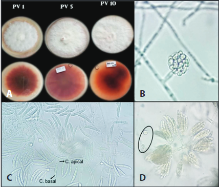 Caracter&iacute;sticas morfol&oacute;gicas de los aislamientos Fusarium oxysporum A) Color de la colonia en PDA, B) Monofi&aacute;lide corta, C) Macroconidios, C. apical; c&eacute;lula apical, C. basal; c&eacute;lula basal. D) Esporodoquio ramificado y clamidosporas terminales en medio de cultivo CLA. (40X).