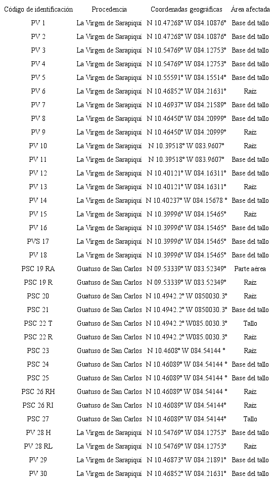 C&oacute;digo de identificaci&oacute;n, procedencia, coordenadas geogr&aacute;ficas y &aacute;rea afectada de las plantas de pimenta negra (Piper nigrum) muestreadas.