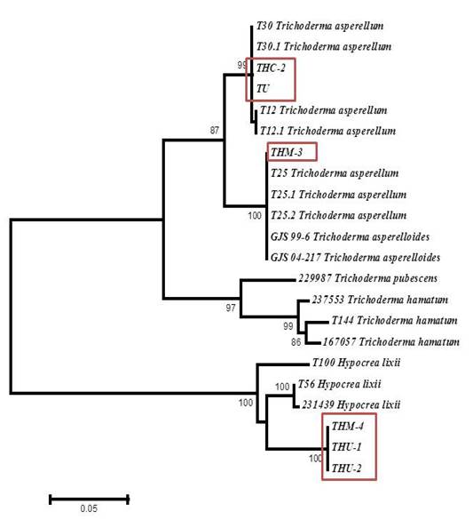 Relaci&oacute;n filogen&eacute;tica de especies de Trichoderma nativas e importadas en productos comerciales con base en la secuencia del factor de elongaci&oacute;n -1α (tef) gen (eEF1a1). 
