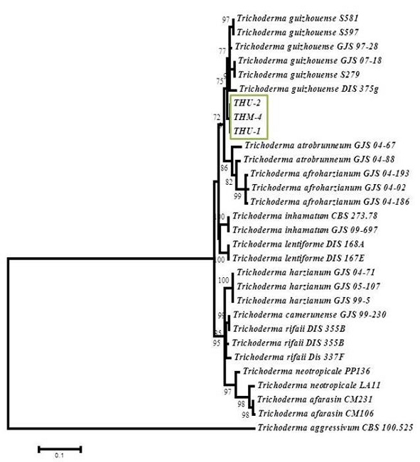 Relaci&oacute;n filogen&eacute;tica de especies de Trichoderma harzianum nativas e importadas en productos comerciales con base en la secuencia del factor de elongaci&oacute;n -1α (tef) gen (eEF1a1). 