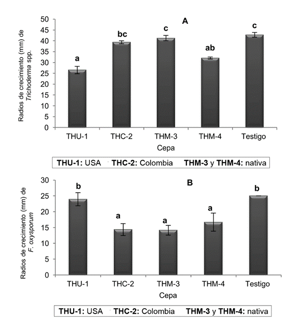Radios de crecimiento del antagonista A y del pat&oacute;geno B, correspondientes a cultivos duales de los diferentes aislamientos de Trichoderma spp.: (THU-01 y THM-04: T. guizhouense; THC-02: T. asperellum y THM-03: T. asperelloides) frente a Fusarium oxysporum, al octavo d&iacute;a de evaluaci&oacute;n. Letras diferentes indican diferencias significativas para Tukey p=0,05. Las barras verticales representan el error est&aacute;ndar. Todos los testigos alcanzaron el m&aacute;ximo crecimiento.