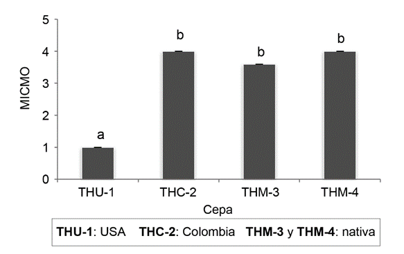 Grado de micoparasitismo (MICMO) correspondiente a cultivos duales de los distintos aislamientos de Trichoderma spp.: (THU-01 y THM-04: T. guizhouense; THC-02:T. asperellum y THM-03: T. asperelloides.) frente a Fusarium oxysporum, al octavo d&iacute;a de evaluaci&oacute;n. 