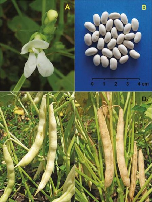 Flores (A), semillas (B), vainas en madurez fisiol&oacute;gica (C) y de cosecha (D) de la variedad Sur&uacute;. Costa Rica, 2020.