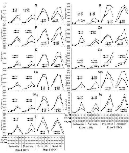 Efecto de la protecci&oacute;n (CP= con protecci&oacute;n y SP= sin protecci&oacute;n) y la nutrici&oacute;n (NA= nutrici&oacute;n alta y NB= nutrici&oacute;n baja) sobre la tasa de absorci&oacute;n (TA) de nutrientes, durante la etapa I en &eacute;poca seca y etapa II en &eacute;poca lluviosa de un ciclo de cultivo de culantro coyote hidrop&oacute;nico, seg&uacute;n tiempo cronol&oacute;gico (d&iacute;as) y grados cent&iacute;grados d&iacute;a (&deg;C.d-1) por periodo de 10 d&iacute;as (GD_P) y acumulados (GD_P). Alajuela, Costa Rica. 2016.