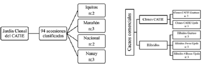 Muestras y repeticiones de las genéticas de cacao utilizadas en este estudio