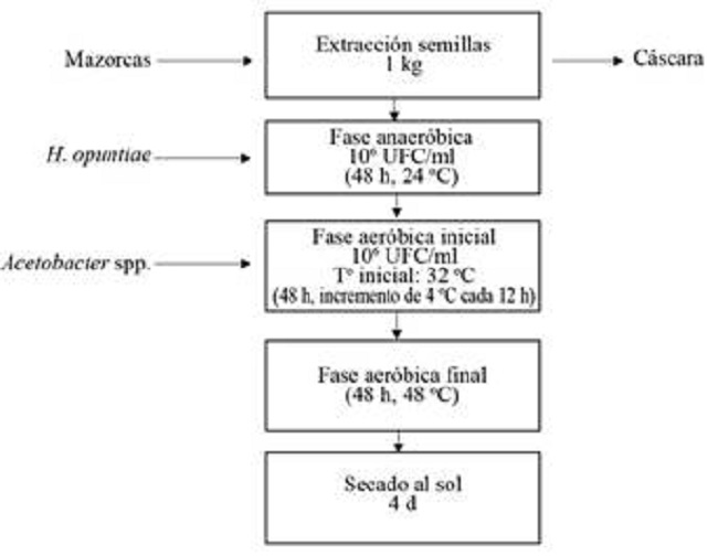 Diagrama del proceso de fermentación.