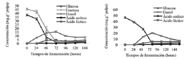 Comportamiento de azúcares (glucosa y fructosa), etanol y ácidos orgánicos (acético y láctico) en pulpa de los grupos genéticos del CATIE (izquierda) y cacaos comerciales (derecha) durante la fermentación en función del tiempo
