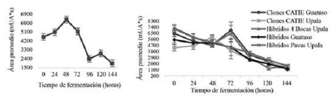 Comportamiento de epicatequina (mUA*s) en grano de los grupos genéticos del CATIE (izquierda) y cacaos comerciales (derecha) durante la fermentación en función del tiempo.