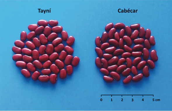 Comparación de la tonalidad del color del grano de las variedades de frijol común Tayní (grado 5) y Cabécar (grado 6), según la escala de Melgar (2004).Alajuela, Costa Rica, 2020.