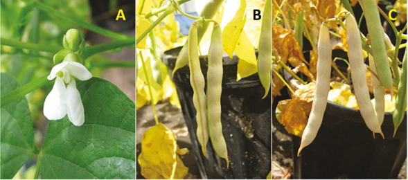 Flores (A), vainas en madurez fisiológica (B) y de cosecha (C) de la variedad Tayní. Alajuela, Costa Rica. 2020.