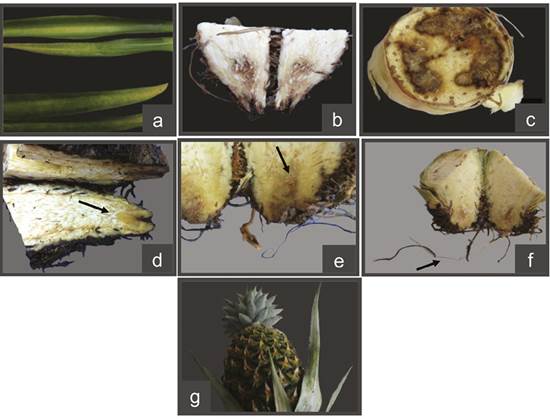S&iacute;ntomas asociados a la presencia de Fusariumspp. en plantas de pi&ntilde;a. a) amarillamiento en hojas, b) necrosis en tallos al cortar longitudinalmente, c) necrosis en tallo al cortar transversalmente, d y e) tejido transl&uacute;cido y acuoso, f) ra&iacute;ces con descortezamiento general, g) frutos asintom&aacute;ticos. Costa Rica 2015-2019.
