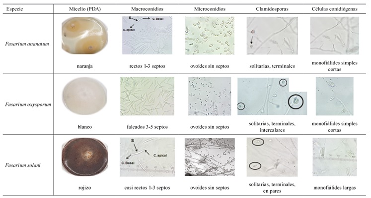 Caracterizaci&oacute;n morfol&oacute;gica de las 3 especies de Fusarium reportadas como patog&eacute;nicas en pi&ntilde;a recolectadas en diferentes localidades de Costa Rica entre 2015-2019.