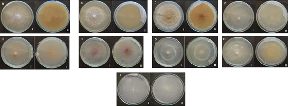 Características culturales de las colonias de 9 aislados de Fusariumspp. procedentes de N. tabacum en medio PDA (I: anverso, II: reverso).