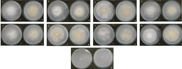 Características culturales de las colonias de 9 aislados de Fusariumspp., procedentes de N. tabacum en medio SNA (I: anverso, II: reverso). 