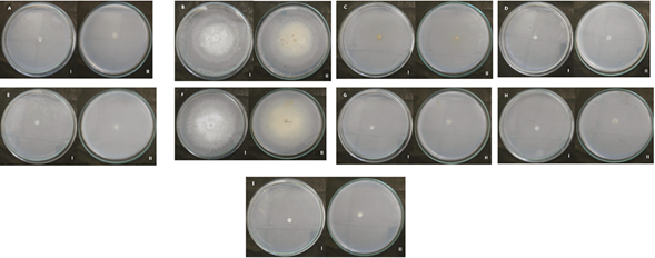 Características culturales de las colonias de 9 aislados de Fusariumspp. procedentes de N. tabacum en medio AN (I: anverso, II: reverso). 