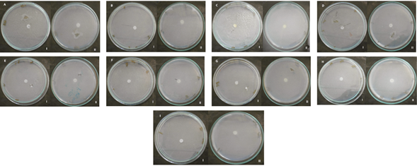 Característicasculturales de las colonias de 9 aislados de Fusarium spp. procedentes de N. tabacumen medio CLA a los 7 días (I: anverso, II: reverso). 