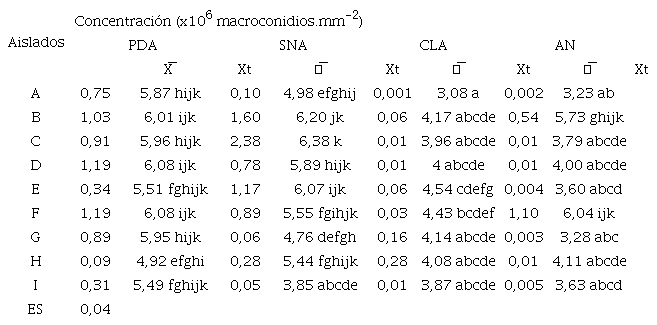 Concentración de macroconidios de los aislados de Fusariumspp. provenientes de N. tabacum.