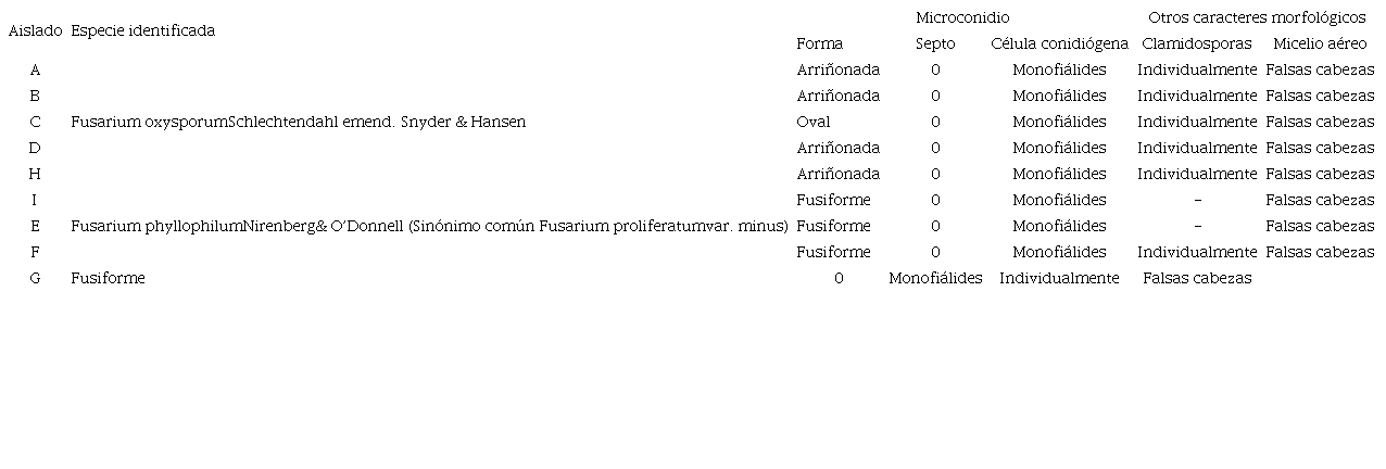 Especies de Fusarium asociadas a N. tabacum identificadas por caracteres culturales-morfométricos. Provincia Granma, Cuba.
