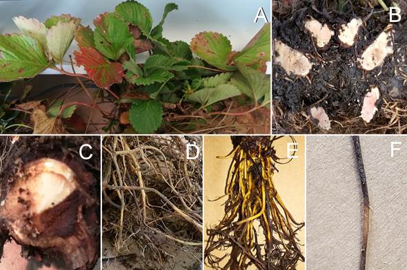 S&iacute;ntomas de colapso de plantas de fresa variedad Festival recolectadas en campo. A. S&iacute;ntomas en follaje. B y C. S&iacute;ntomas en corona. D, E y F. S&iacute;ntomas en ra&iacute;z. 