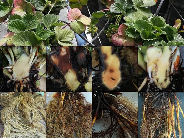 Apariencia de plantas de fresa (Fragaria ananassa (Weston) Roziersp.) variedad Festival, luego de 19 semanas en invernadero. A. S&iacute;ntomas en follaje. B-C. Corona y sistema radical de planta control (sin inocular). D-E. Corona y sistema radical de planta inoculada con Fusarium oxysporum s.l (F2). F-G. Corona y sistema radical de planta inoculada con Neonectria sp. (F33). H-I. Corona y sistema radical de planta inoculada con Sydowia polyspora (F238). 