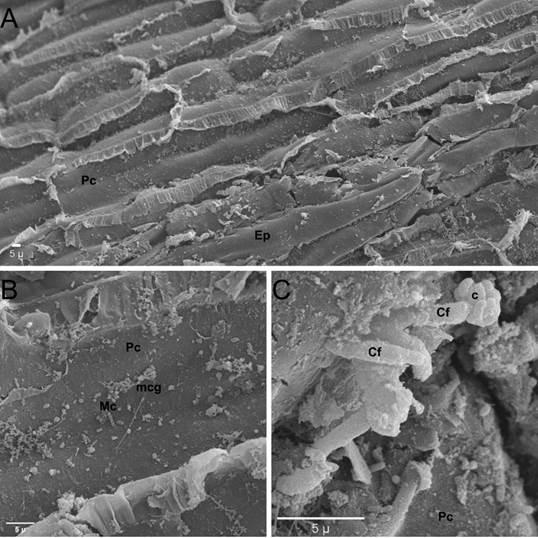 Microscop&iacute;a electr&oacute;nica de barrido (MEB) de ra&iacute;ces de plantas de fresa (Fragaria ananassa (Weston) Roziersp.) variedad Festival inoculadas con el aislamiento F2 (Fusarium oxysporum s.l), luego de 19 semanas en invernadero. A. Ra&iacute;z principal con p&eacute;rdida casi total de epidermis (Ep) y exposici&oacute;n del par&eacute;nquima cortical (Pc). B. Presencia de macroconidios (Mc) y microconidios (mc) en las zonas sin epidermis, algunos en proceso de germinaci&oacute;n (mcg). C. Presencia de conidi&oacute;foros tipo monofi&aacute;lide (Cf) con cabeza de microconidios (c).