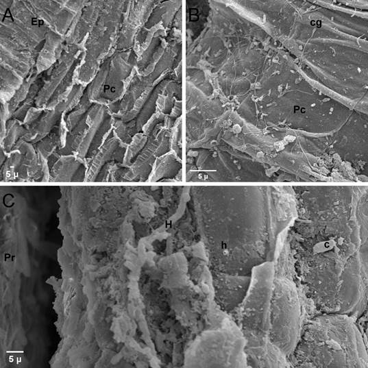 Microscop&iacute;a electr&oacute;nica de barrido (MEB) de ra&iacute;ces de plantas de fresa (Fragaria ananassa (Weston) Roziersp.) variedad Festival inoculadas con el aislamiento F238 (Sydowia polyspora), luego de 19 semanas en invernadero. A. P&eacute;rdida de epidermis (Ep) y exposici&oacute;n del par&eacute;nquima cortical (Pc). B. Germinaci&oacute;n de conidios (cg) sobre par&eacute;nquima cortical. C. Desarrollo de hifas (H y h) cerca del punto de inserci&oacute;n de un pelo radical (Pr). Presencia de un conidio (c). 