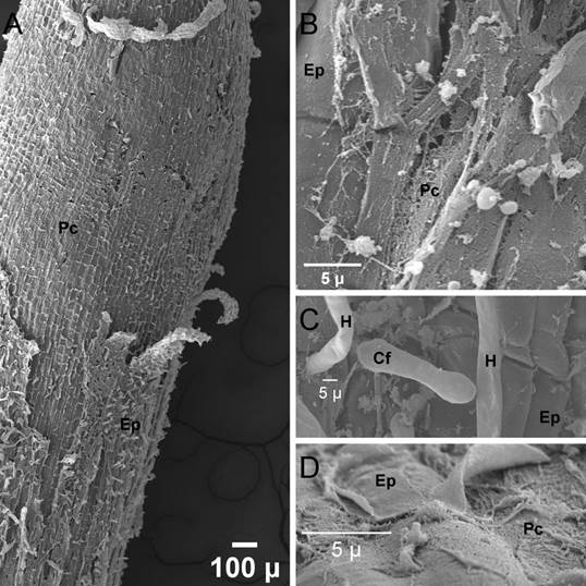 Microscop&iacute;a electr&oacute;nica de barrido (MEB) de ra&iacute;ces de plantas de fresa (Fragaria ananassa (Weston) Roziersp.) variedad Festival inoculadas con el aislamiento F33 (Neonectria sp./Dactylonectria sp.), luego de 19 semanas en invernadero. A. &Aacute;pice radical con p&eacute;rdida de epidermis (Ep), exposici&oacute;n de par&eacute;nquima cortical (Pc). B. Detalle del &aacute;rea da&ntilde;ada. C. Presencia de hifas (H) y conidi&oacute;foro (Cf) en la epidermis. D. Da&ntilde;o en la superficie de un pelo radical. 