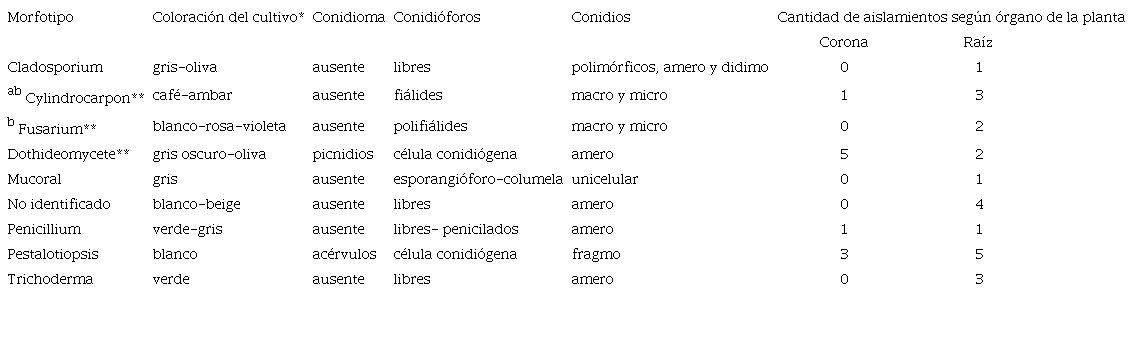 Caracter&iacute;sticas y cantidad de morfotipos recuperados a partir de corona y ra&iacute;z de plantas de fresa cv. Festival enfermas. 