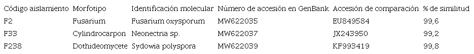 C&oacute;digo de aislamiento, morfotipo, identificaci&oacute;n molecular, n&uacute;mero accesi&oacute;n en GenBank, accesi&oacute;n de comparaci&oacute;n y % de similitud, de la secuencia de ITS de individuos aislados a partir de plantas enfermas de fresa (Fragaria ananassa (Weston) Roziersp.) variedad Festival. 