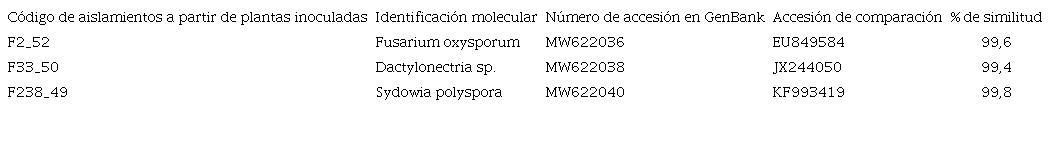 C&oacute;digo de aislamientos a partir de plantas inoculadas, identificaci&oacute;n molecular, n&uacute;mero de accesi&oacute;n en GenBank, accesi&oacute;n de comparaci&oacute;n y % de similitud, de las secuencias de ITS de individuos de los morfotipos recuperados a partir de plantas de fresa (Fragaria ananassa (Weston) Roziersp.) variedad Festival inoculadas para la prueba de patogenicidad. 