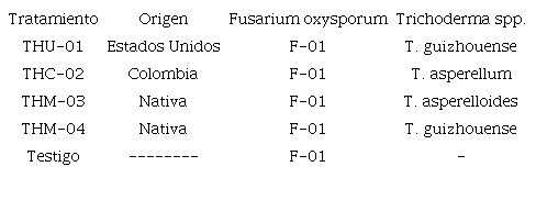 Tratamientos de Trichoderma spp. evaluados en suelo con Fusarium oxysporum y sembrados con plantas de tomate variedad Mountain Fresh Plus (US). 