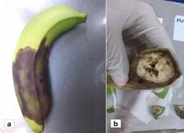 S&iacute;ntomas de los tejidos internos de la pulpa de un fruto afectado por la enfermedad.